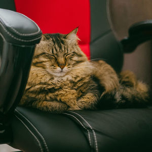 Close-up of maine coon cat resting chair