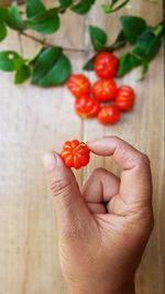 Cropped hand of person holding red flower