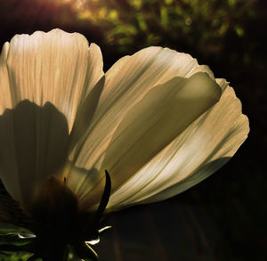 Close-up of cosmos flower blooming outdoors