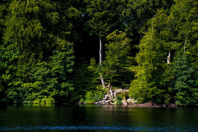 View of lake in forest