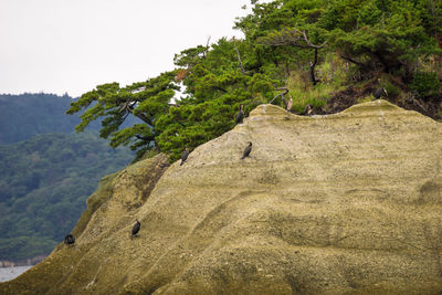 Tree on rock against sky