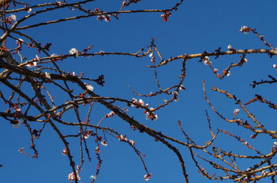 Low angle view of flowering plants against blue sky