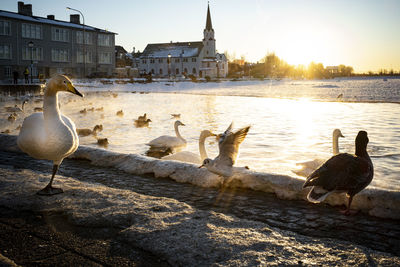 Ducks on beach