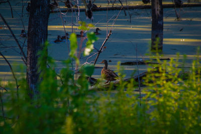 View of birds swimming in lake