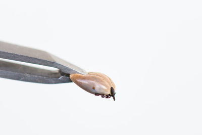 Close-up of insect over white background