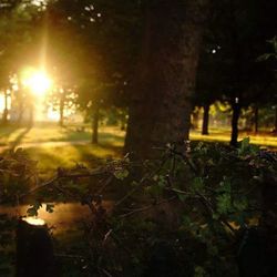 Sun shining through trees in forest