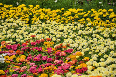 Multi colored flowers in field