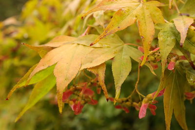 Close-up of autumnal leaves