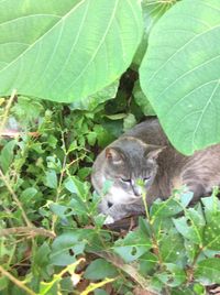 Close-up of cat by tree