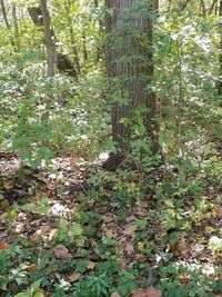 View of trees in forest