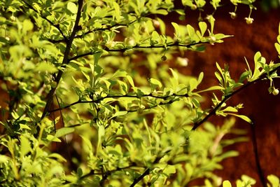 Close-up of leaves on tree