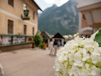 Close-up of white flowering plant against building