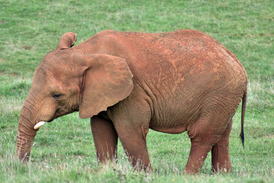 Elephant in a field