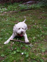 High angle portrait of dog on field