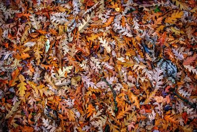 High angle view of maple leaves on field during autumn