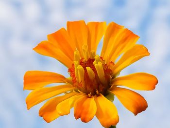 Close-up of orange flower against sky