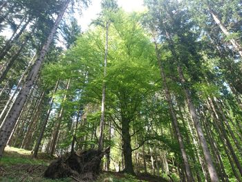 Low angle view of trees in forest against sky