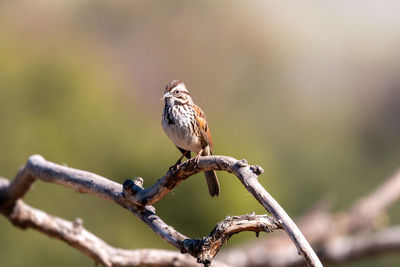 Close-up of bird perching on branch