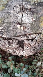 Close-up of tree stump in forest