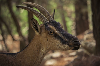 Close-up of deer