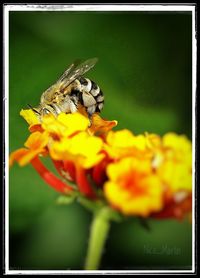 Close-up of bee pollinating on yellow flower