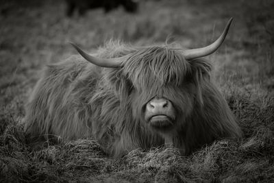 Highland cow lating in field