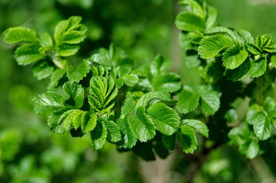 Close-up of green leaves