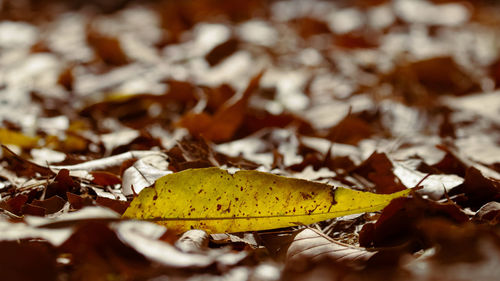 Close-up of yellow maple leaves on land