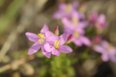 Close-up of pink flowering plant