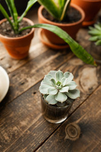 High angle view of potted plant on table