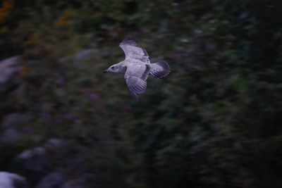 Low angle view of bird flying