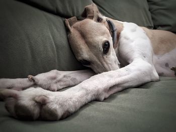 Close-up of dog sleeping on sofa at home