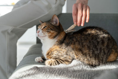 Closeup of female combing fur cat with brush, sitting on sofa. cat grooming, combing wool