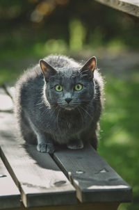 Portrait of black cat on wood
