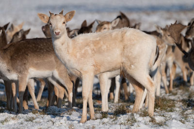 Deer standing on field during winter