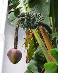 Close-up of fruits growing on plant