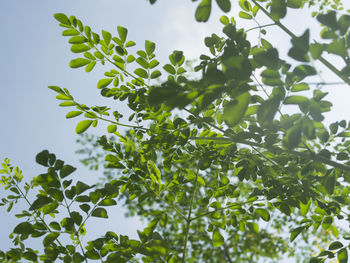 Low angle view of leaves against clear sky