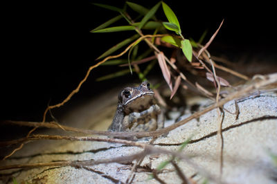 Close-up of frog on plant