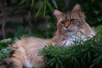 Portrait of a cat