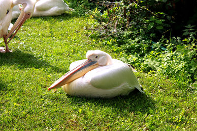 Close-up of white bird on grass