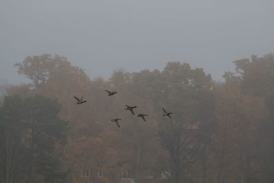 View of birds on tree