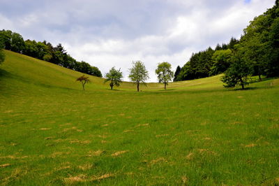 Trees on field against sky