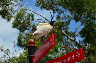 Low angle view of sign on tree against sky