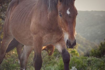 Close-up of cow standing on field