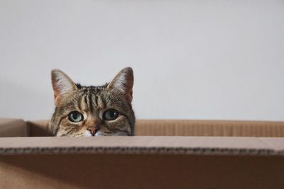 Cat in a cardboard box