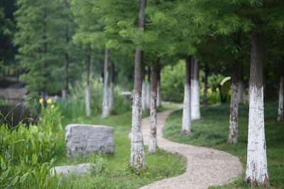 Trees growing in cemetery