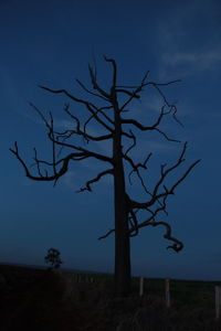Bare tree against blue sky