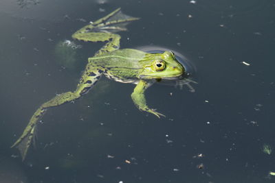 Close-up of frog in sea