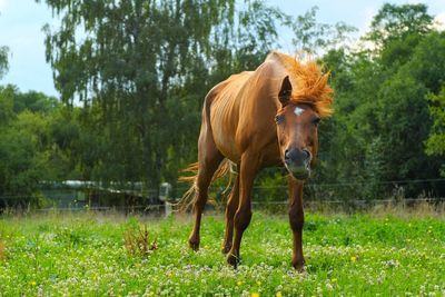 Horse standing on grassy field against trees in forest