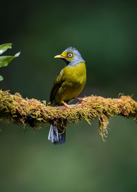 Close-up of bird perching on branch